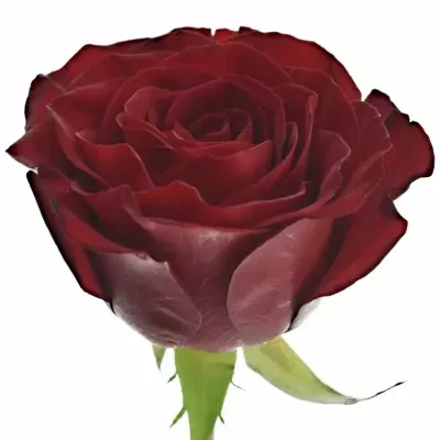 Červená růže HEARTS 70cm (XL)