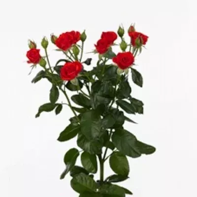 Červená růže trsová HOT BUBBLES 50cm/5+