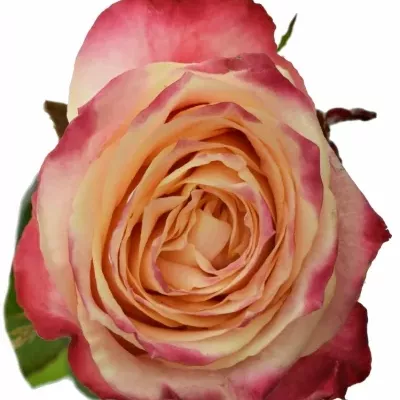 Červená růže ICON 50cm (XL)