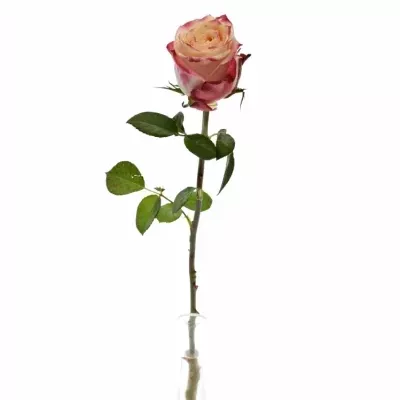 Červená růže ICON 50cm (XL)