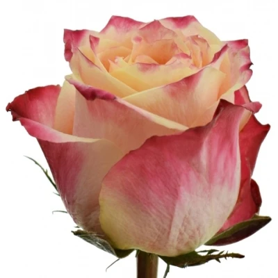 Červená růže ICON 50cm (XL)