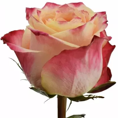Červená ruža ICON 80cm (XL)