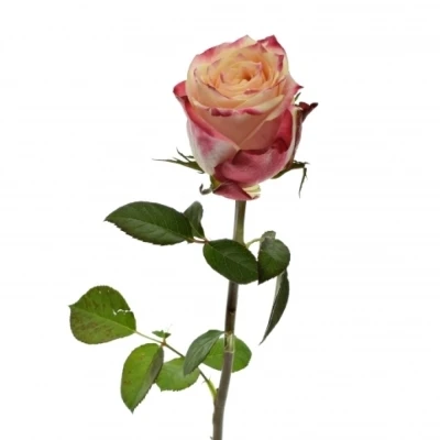 Červená růže ICON 50cm (XL)