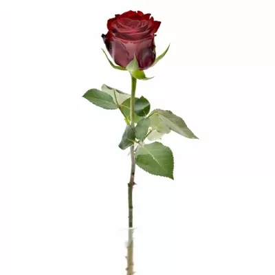 Červená růže INCREDIBLE 50cm (XL)