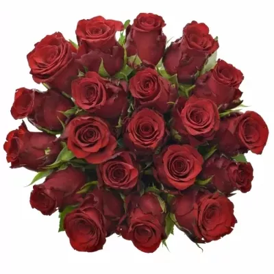 Červená růže INCREDIBLE 50cm (XL)
