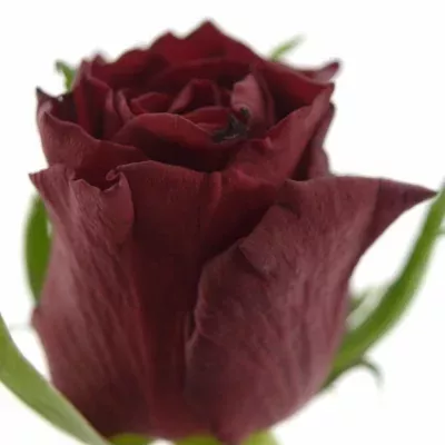 Červená růže LOVE BIRD 30cm (S)