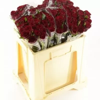 Červená růže LOVE BIRD 30cm (S)