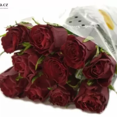 Červená růže LOVE BIRD