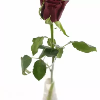 Červená růže LOVE BIRD