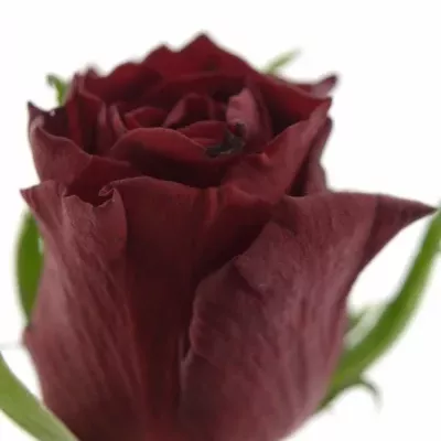 Červená růže LOVE BIRD