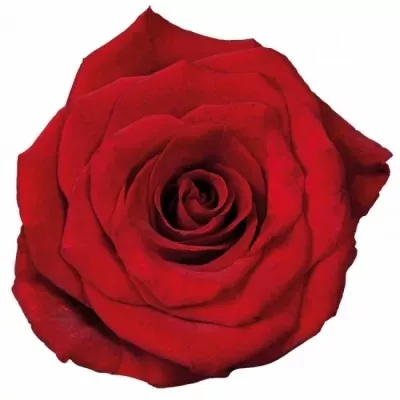 Červená růže LUCKY RED 70cm (XXL)