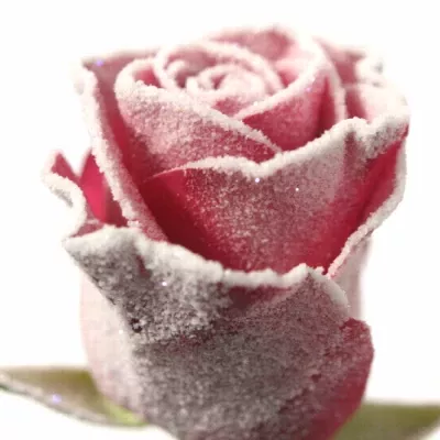 Červená růže MADAM RED FROST 60cm (M)
