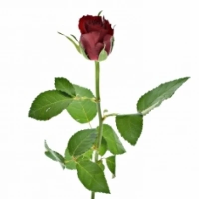 Červená růže MANDY