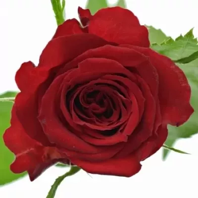 Červená růže MANDY