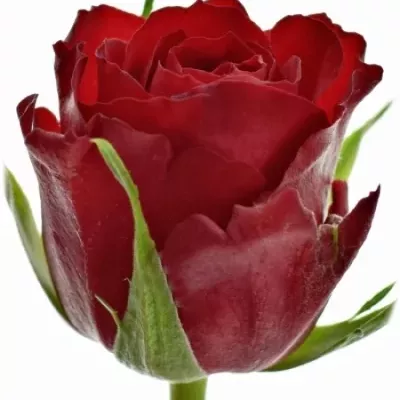 Červená růže MANDY