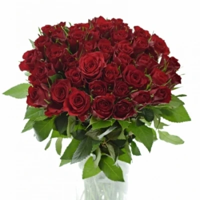 Červená růže MANDY