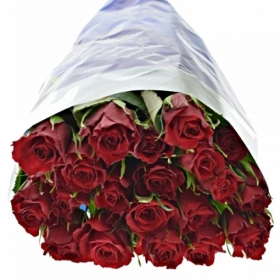 Červená růže MANDY