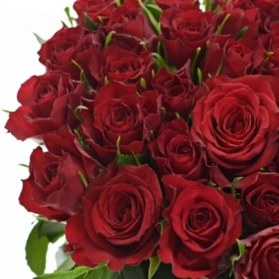 Červená růže MANDY