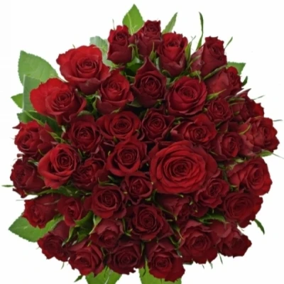 Červená růže MANDY