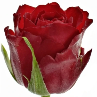 Červená růže MANDY 50cm (M)