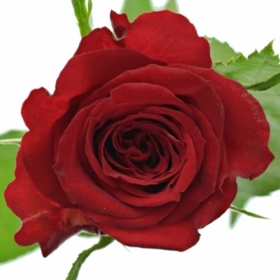 Červená růže MANDY