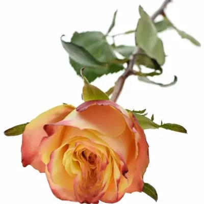 Červená růže MEMPHIS 50cm (L)