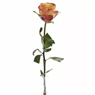 Červená růže MEMPHIS 50cm (L)