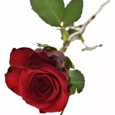 Červená růže MENDOZA!