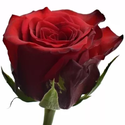 Červená růže MENDOZA!