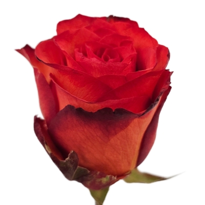 Červená růže METEOR 70 cm (XL)