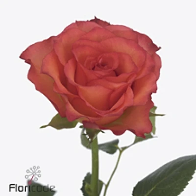 Červená růže METEOR