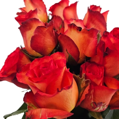 Červená růže METEOR