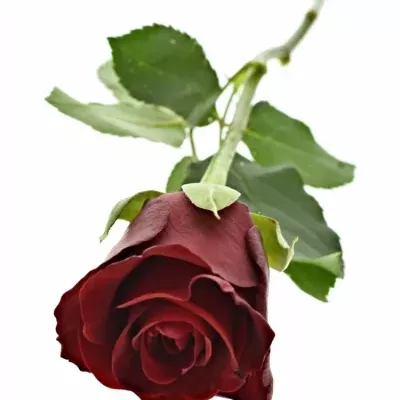 Červená růže MILLION REASONS 40cm (M)