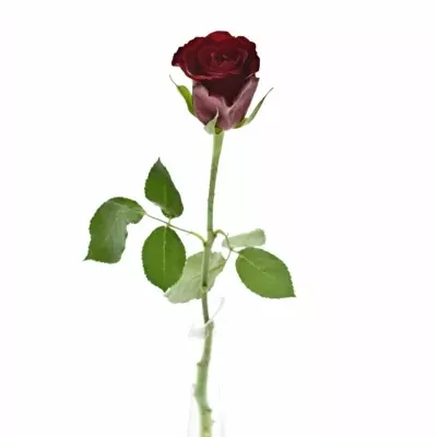 Červená růže MILLION REASONS 40cm (M)