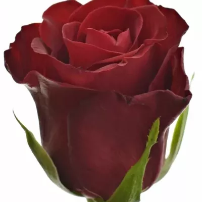 Červená růže MILLION REASONS 50cm (M)