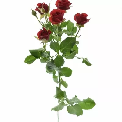 Červená růže MIRABEL 60cm/5+