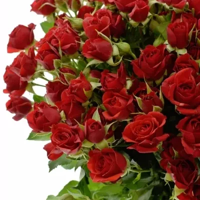 Červená růže MIRABEL 60cm/5+