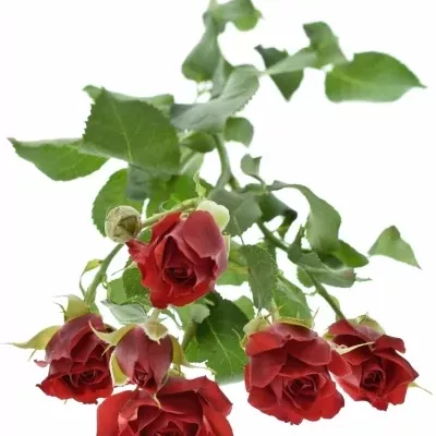 Červená růže MIRABEL 60cm/5+