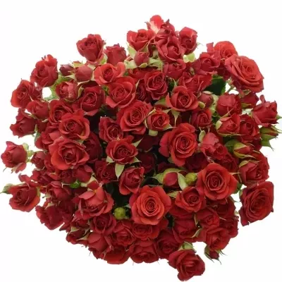 Červená růže MIRABEL 60cm/5+