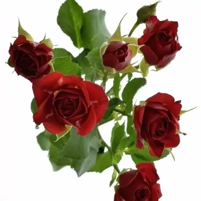 Červená růže MIRABEL 60cm/5+