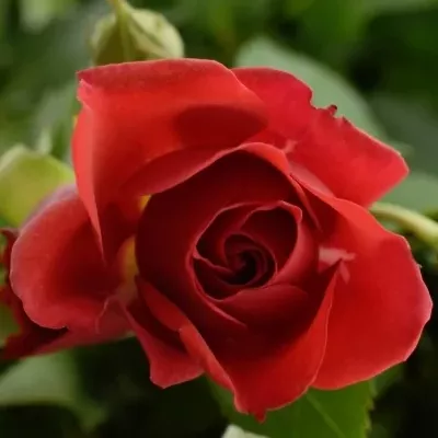 Červená růže MIRABEL 60cm/5+