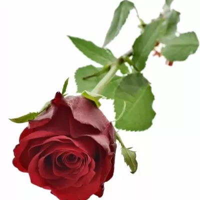 Červená růže NATURES RED 60cm (M)