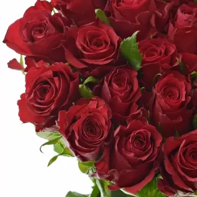Červená růže NATURES RED 60cm (M)