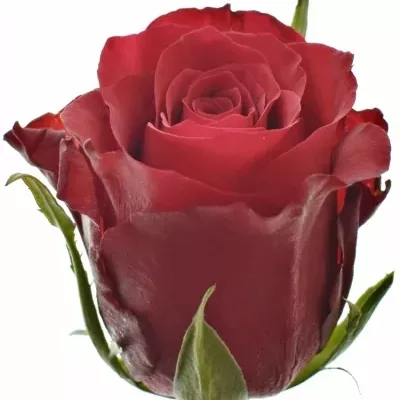 Červená růže NATURES RED 70cm (M)