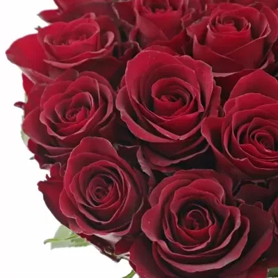 Červená růže NAZCA 60cm (L)