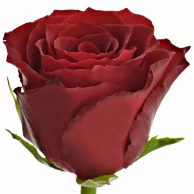 Červená růže NAZCA 70cm (M)