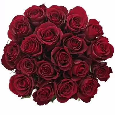 Červená růže NAZCA 60cm (L)