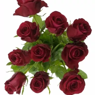 Červená růže ONE LOVE 50cm