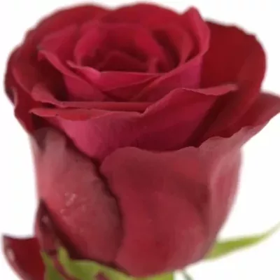 Červená růže ONE LOVE 50cm