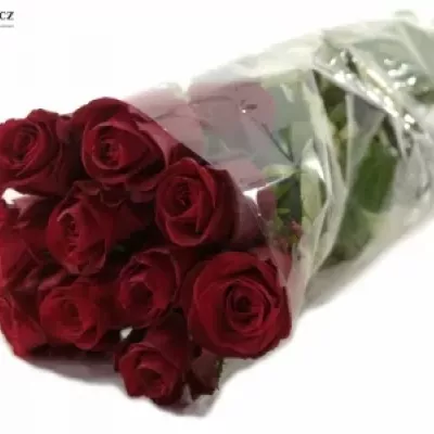 Červená růže ONE LOVE 50cm